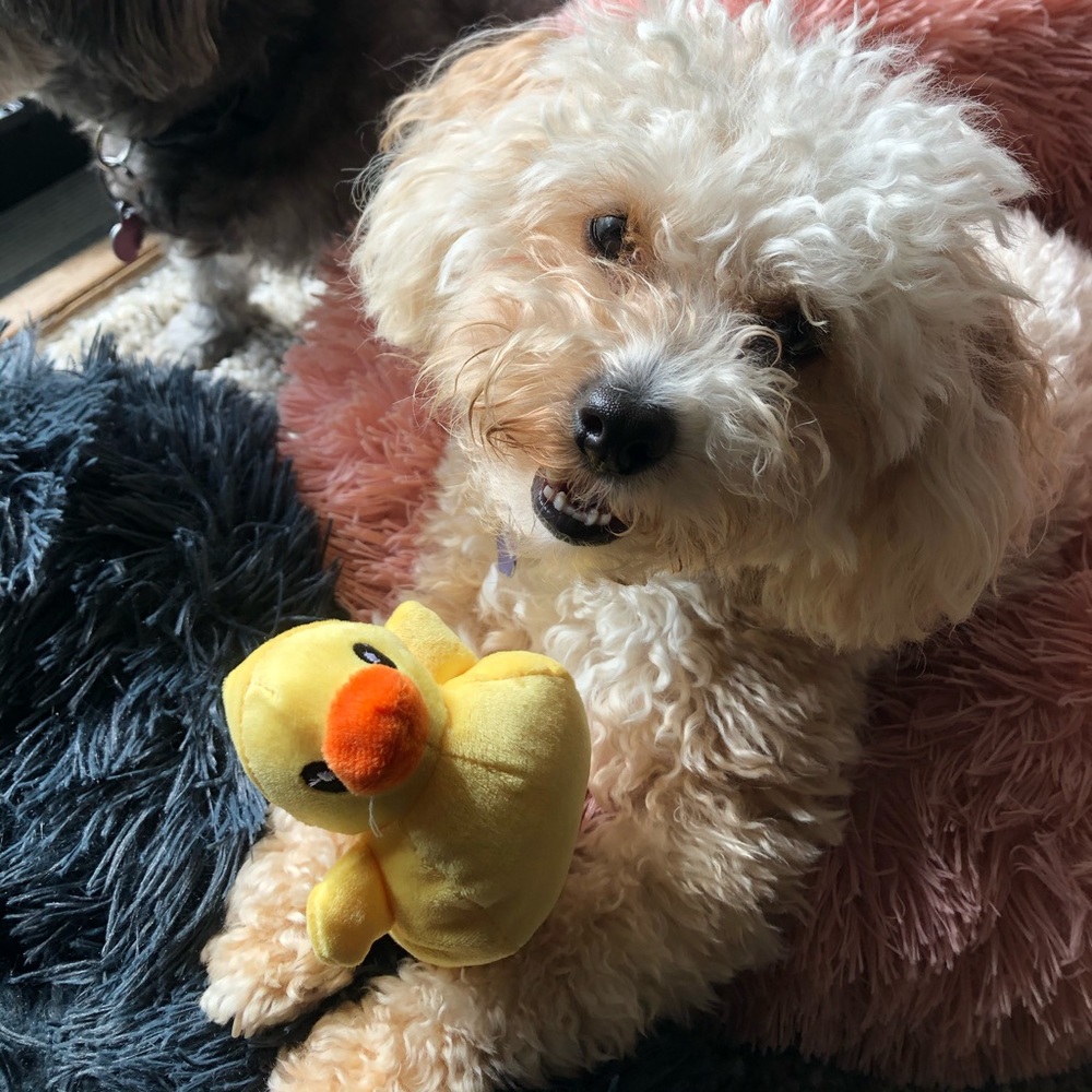 Meet your Posher, Dell